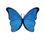 The Butterfly